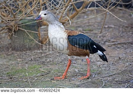 An Orinoco Goose, Neochen Jubata, Walking In Field