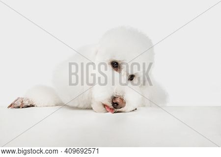 Small Funny Dog White Poodle Posing Isolated Over White Background.