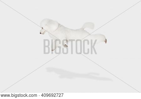 Small Funny Dog White Poodle Flying Isolated Over White Background.