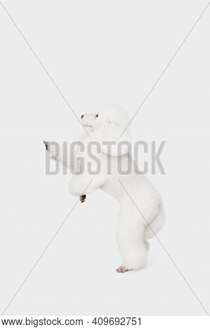 Small Funny Dog White Poodle Posing Isolated Over White Background.