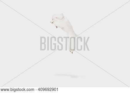 Funny White Poodle Dog Jumping Isolated Over White Background.