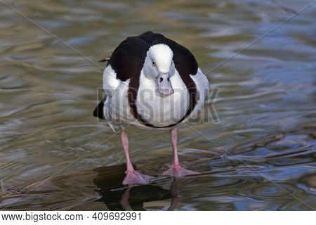 A Close Up View Of A Radjah Shelduck, Tadorna Radjah