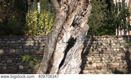 Old Tree On A Background With Old Stone Fence, Georgian Monastery, Georgia