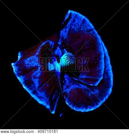 Poppy Flower With Water Drops Under Ultraviolet Light On A Dark Background. Uv Light, Fluorescent.