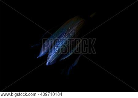 Fritillaria Rubra Flower Isolated On A Dark Background. Close Up. Uv Light, Fluorescent