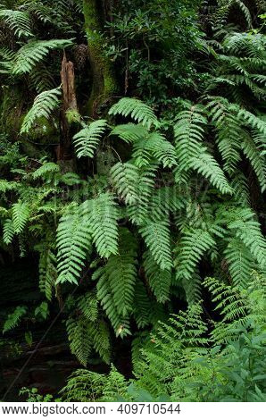 Chain Ferns Woodwardia Radicans. Cubo De La Galga. La Palma. Canary Islands. Spain.