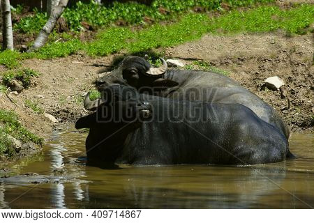Big Buffle In Water In A Zoologic Park