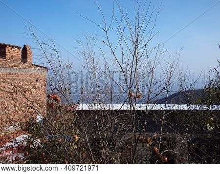 Date-plum, Caucasian Persimmon, Or Lilac Persimmon \n(diospyros Lotus) In Georgian Village