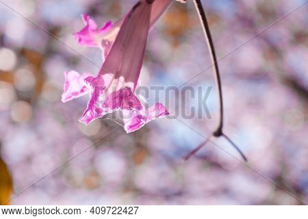 Pink Desert Willow Flower In Focus With Green Leaves All Around