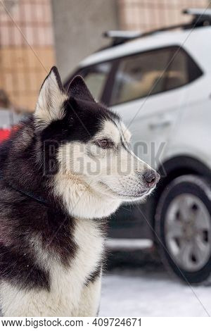 Head Portrait Of A Sabaka Of A Husky Breed Against A Car