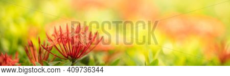 Closeup Of Red Rubiaceae Flower On Blurred Gereen Background Under Sunlight With Copy Space Using As
