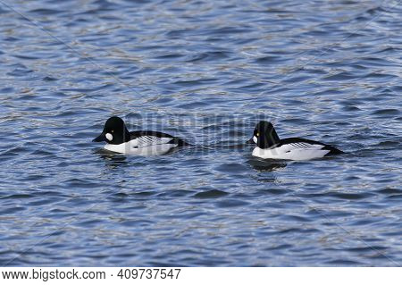 The Common Goldeneye (bucephala Clangula). Sea Ducks During Migration On The River.