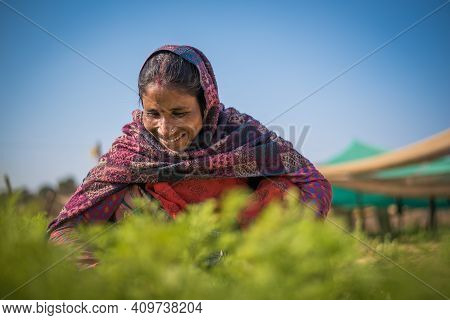 Rajasthan. India. 07-02-2018. Young Woman Is Working In A Field Harvesting Vegetables To Generate In