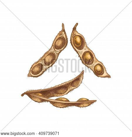 Soybean Dry Pod Close And Open With Seeds. Vector Color Vintage Hand Drawn Hatching Illustration Iso