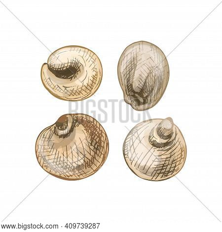 Grains Of Sorghum. Vector Color Vintage Hand Drawn Hatching Illustration Isolated On A White Backgro
