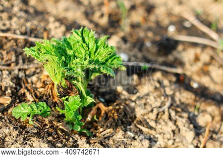 Leaves Of The Plant Borschevik Sosnovsky Close-up In Summer. Young Sprouts And Leaves Without Flower