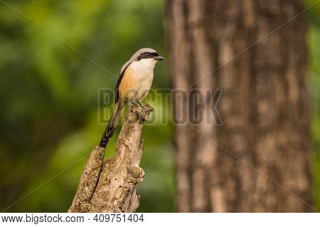 Long Tailed Shrike Sitting On The Tree Trunk At Kabini, Nagarhole National Park