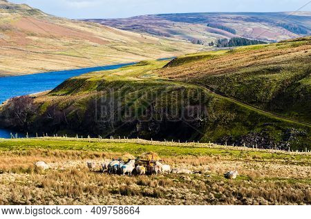 Swaledale sheep eating from a feeder in moorland with mountains in the background. Scar House. Nidde