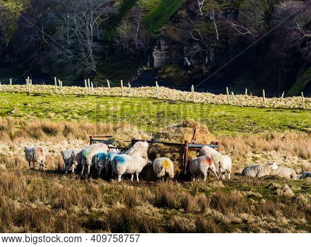 Swaledale Sheep Eating From A Feeder In Moorland With Mountains In The Background. Scar House. Nidde