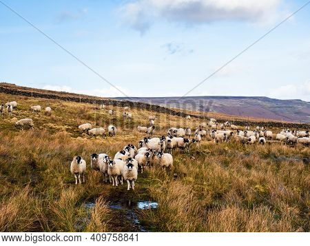 A Flock Of Swaledale Sheep In Open Moorland With Mountains Waiting To Be Fed. Scar House. Nidderdale