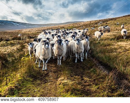 A flock of Swaledale sheep in open moorland with mountains waiting to be fed. Scar House. Nidderdale