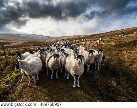 A Flock Of Swaledale Sheep In Open Moorland With Mountains Waiting To Be Fed. Scar House. Nidderdale