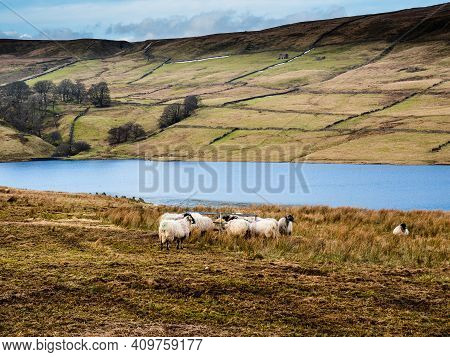 Swaledale sheep eating from a feeder in moorland with mountains in the background. Scar House. Nidde