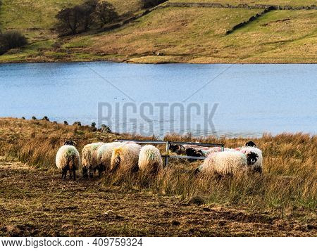 Swaledale sheep eating from a feeder in moorland with mountains in the background. Scar House. Nidde