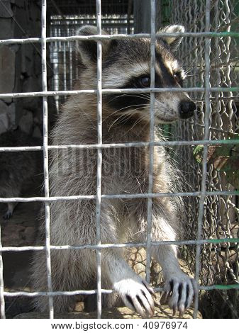 Raccoon with asking paw behind a bar