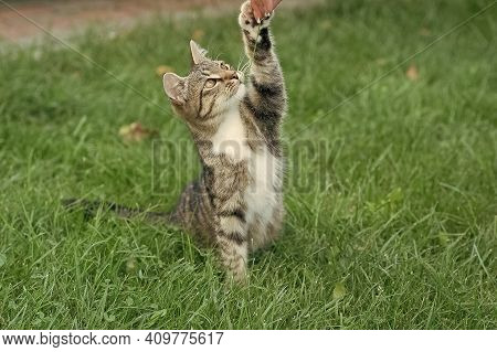 Fluffy Kitten Or Outbred Cat Sit On Green Grass Play With Human Hand, Cat.