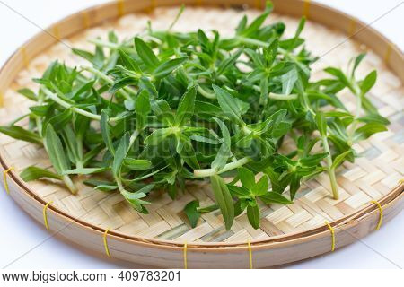 Fresh Paddy Rice Herb In Basket On White Background.