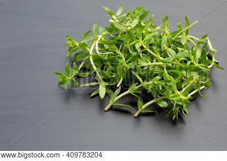 Fresh Paddy Rice Herb On Dark Background.