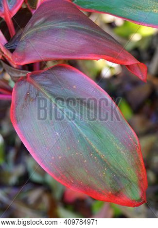 Colorful Leaves Of Ti Plant 'bolero', A Tropical Plant