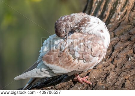 White And Brown Pigeon Cleans Its Featers. Domestic Pigeon Bird And Blurred Natural Background.