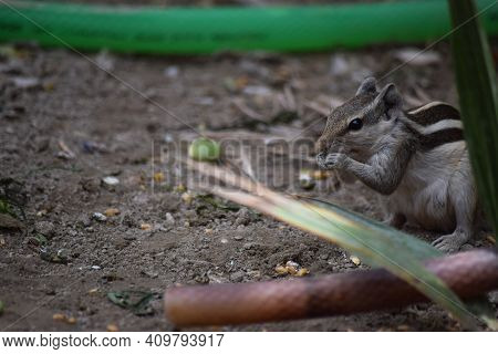Adult Gray Squirrel Close Up. Mammal Asian Tree Rodent, Wildlife Animal Background Wallpaper Photo