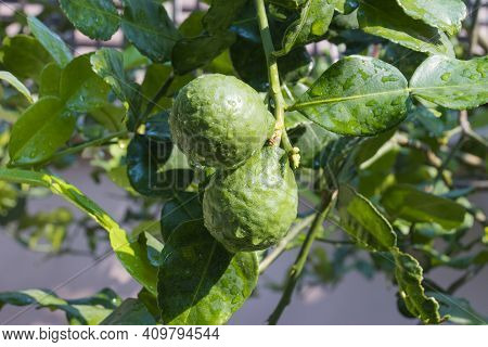 Fresh Bergamots And Leaves On Tree With Water Drops On Them Fruity,   With Herbaceous Bergamia Aroma