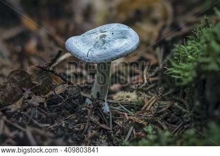 The Aniseed Toadstool (clitocybe Odora) Is An Edible Mushroom , An Intresting Photo