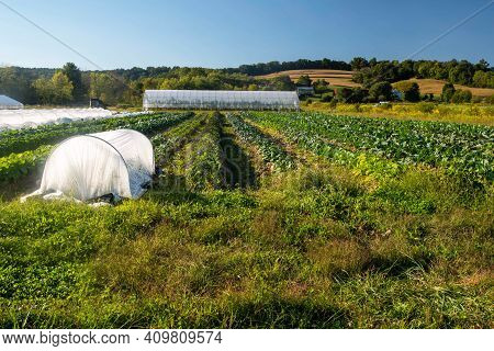 Gorgeous Golden Hour Garden Image, Full Of Healthy Food And Well Maintained Rows With White Garden F
