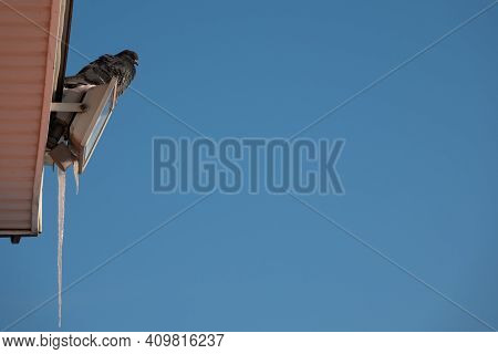 Pigeon Or Dove On Roofs. Pigeons Fly Near The Wooden House In Search Of A Place To Nest, Blue Sky On