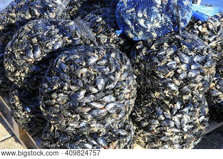 Numana (an), Italy - January 1, 2019: Musselsi At  Numana Port, Riviera Del Conero, Adriatic Sea, Nu
