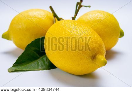 Fresh Ripe Yellow Italian Lemons With Leaf, New Harvest