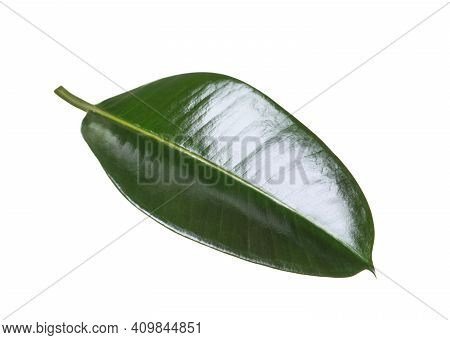 Fresh Green Leaf Of Ficus Elastica Plant Isolated On White