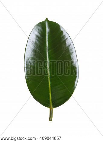 Fresh Green Leaf Of Ficus Elastica Plant Isolated On White