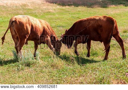 Young Bulls Butt Each Other. Educational Games For Young Bulls.