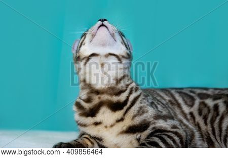 Close Up Portrait Pet F2. Purebred Bengal Cat, Leopard Color. Photo Of A Cat Sitting In The Studio