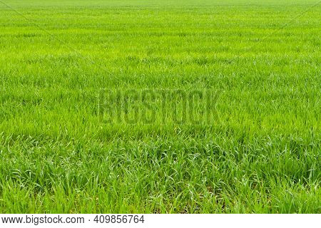 Winter Rye Field In Spring. Young Green Grass As A Background. A Field Of Green Succulent Grass.