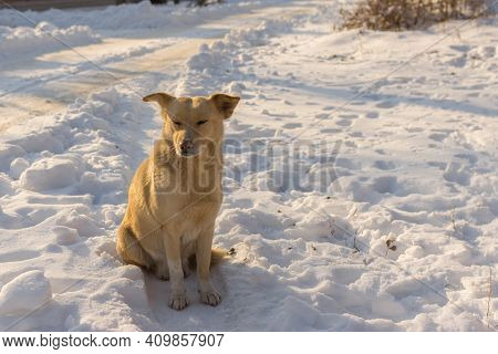 Portrait Of Cute Yellow Mixed-breed Stray Dog Sitting Lonely On Snow Covered Street And Drowsing