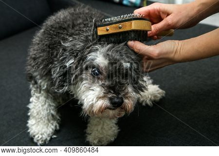 The Cute Curly Dog Is Being Combed By His Owner And Is Looking Funny.