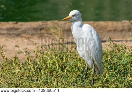 A Cattle Egret (bubulcus Ibis) Stands In The Marsh In The Sunshine.