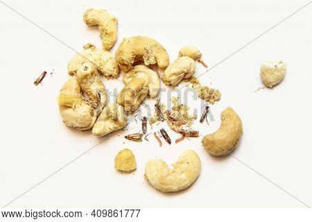 A Picture Of Cashew Nuts Infested With Caterpillars And Butterflies Of The Meal Moth. Isolated On A 